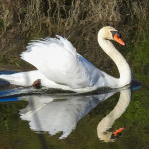El Pardo Birdwatching Tour