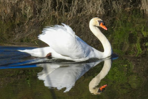 El Pardo Birdwatching Tour