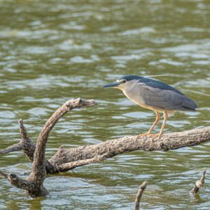 Madrid Río Birdwatching Activity