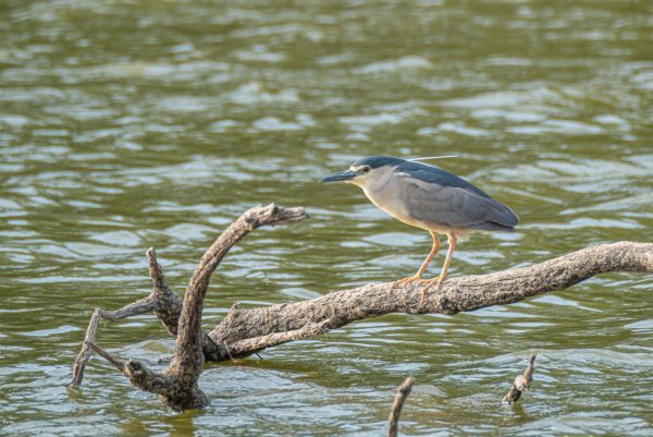 Madrid Río Birdwatching Activity